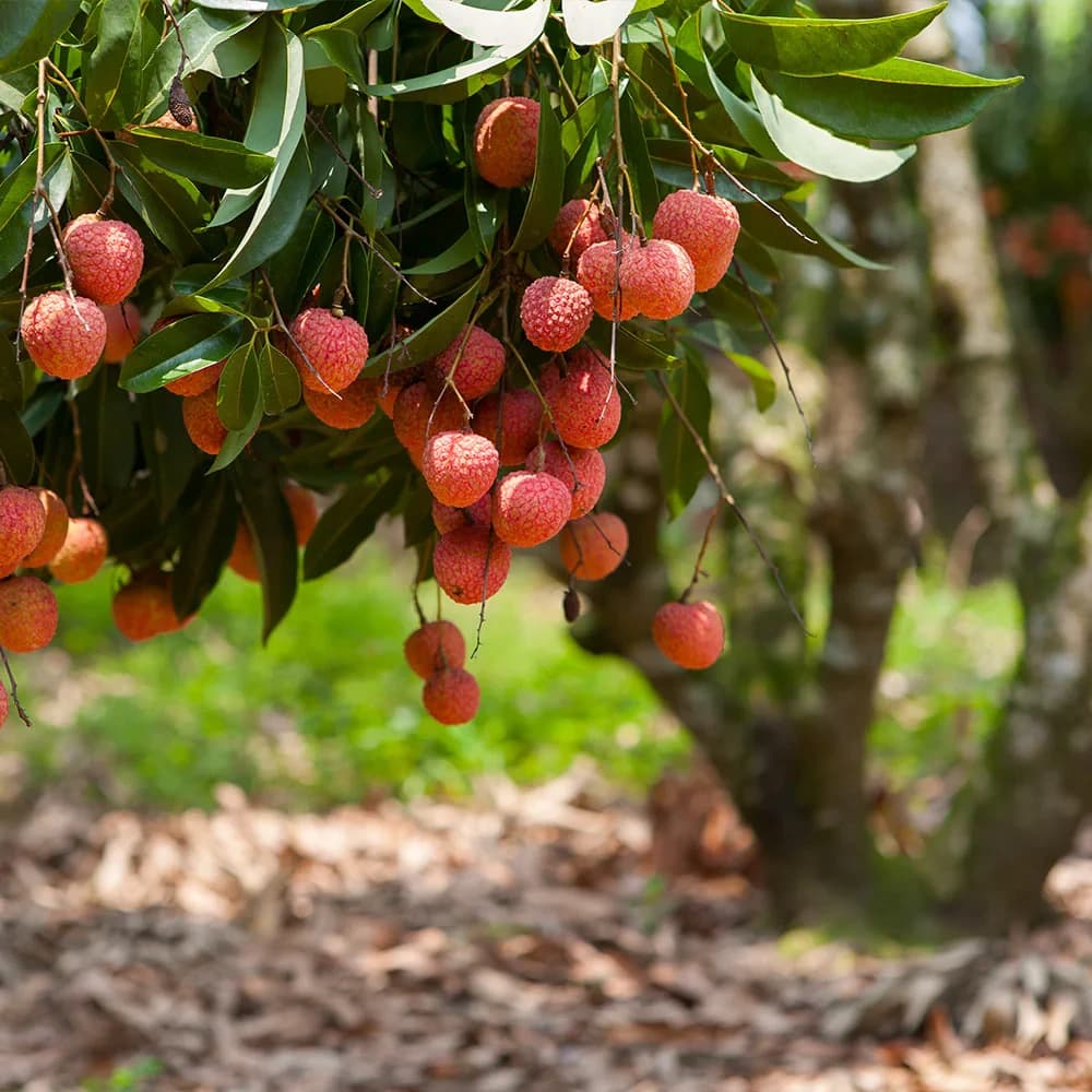 Lychee